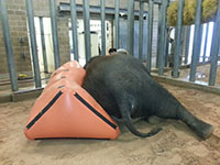 Houston zoo elephant on cushion 9-14.jpg